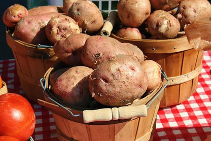 Red Pontiac Certified Seed Potatoes 3Lb - Non GMO - Naturally Grown - Whole Potatoes - Ready for Planting