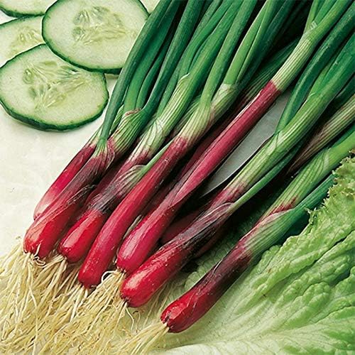 Seeds Red Welsh Onion Bunching Non GMO Vegetable for Planting