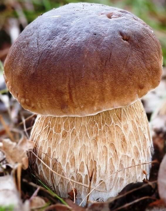 Seeds Porcini Mushrooms Spores - Heirloom - GMO Free
