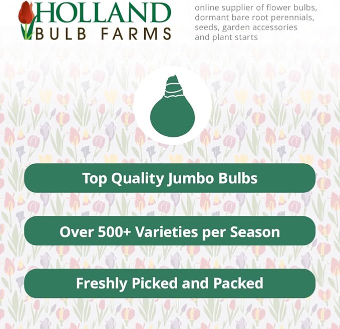White Daffodil Flower Bulbs (Ice Follies) - 500 Bulbs per Pack - Deer Resistant - Good as Cut Flowers - Good for Indoor Forcing - Naturalizing - Perennializing