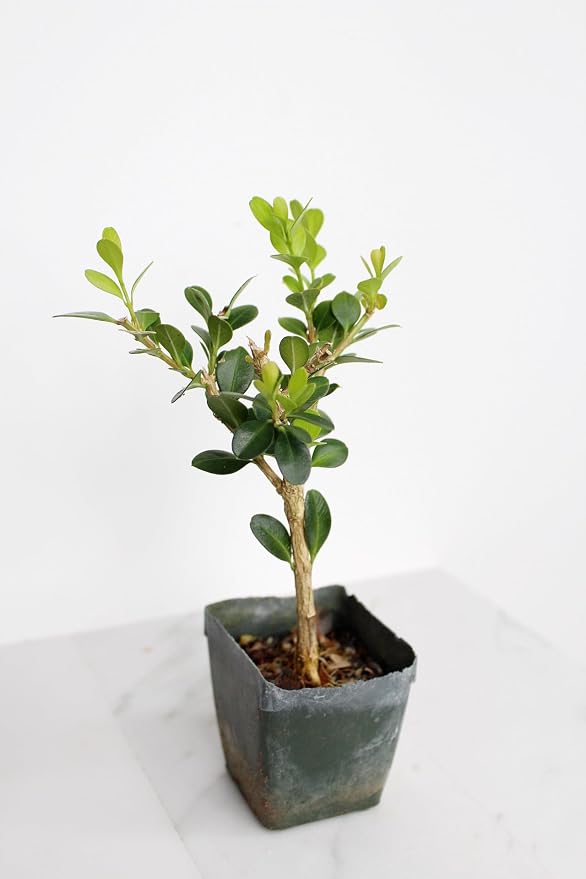 Mini Bonsai Tree Starter Gift, Winter Gem Boxwood Plant, Variegated Leaf Plant, Buxus Microphylla Boxleaf, Japanese Outdoor Garden