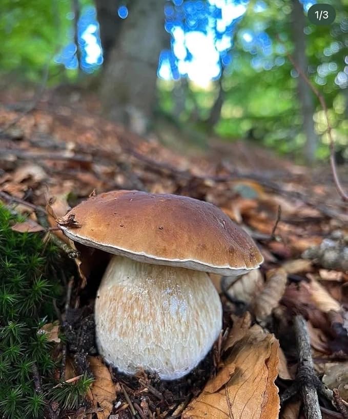 Porcini Mushrooms Spores Non GMO Heirloom 100 Seeds