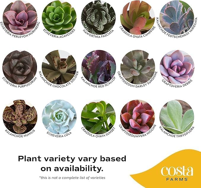 Costa Farms Live Succulents Garden, Assorted Plant Varieties in Decorative Pot, Easy to Maintain Succulent Indoor Houseplants, Room Decor, House Warming or Birthday Gift, 6 Inches Tall