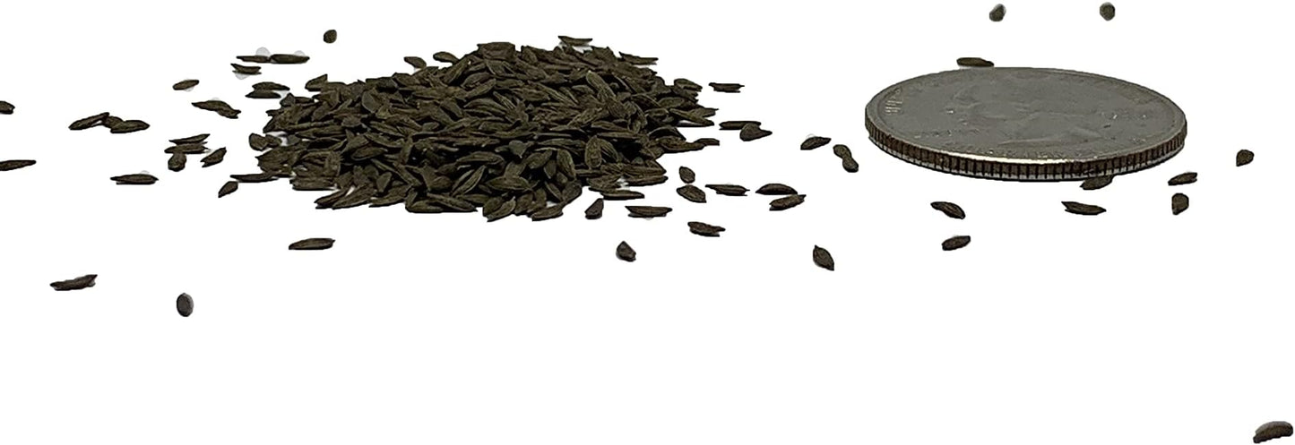 500 Buttercrunch Lettuce Seeds for Planting - Heirloom Non-GMO Vegetable Seeds for Planting - Hydroponics - Microgreens - AKA Butterhead, Boston, Bibb Lactuca Sativa