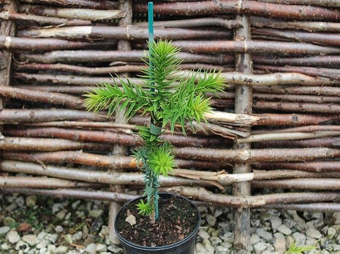 GARDENERA Premium Araucaria Potting Soil Mix - Perfect Balance of Nutrients, Drainage, and Aeration for Healthy Araucaria Trees - 1 Quart