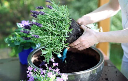 Gardenera Organic Moisture Control Potting Mix - Absorbs 33% More Water Than Basic Potting Soil - 5 Quart