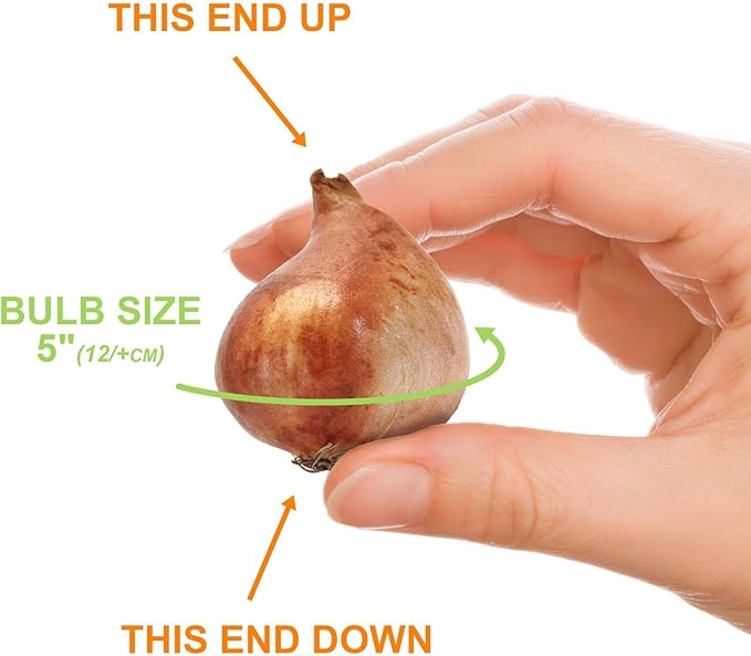 Garden State Bulb Double Dutch Mixed Tulip Flower Bulbs, 12/+ cm, Fall Planting (Bag of 100)