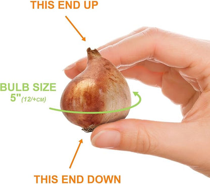 Garden State Bulb Double Dutch Mixed Tulip Flower Bulbs, 12/+ cm, Fall Planting (Bag of 100)