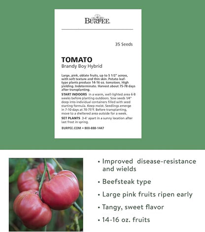 Burpee 'Brandy Boy', Hybrid Beefsteak Slicing Variety, Large Red Fresh Indeterminate Tomato, 35 Non-GMO Seeds