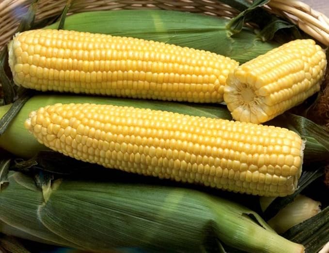 Seeds Sugar Corn Sweet Giant Heirloom Vegetable Non GMO for Planting