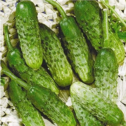 Seeds Cucumber Rodnichok F1 Pickling Heirloom Vegetable Non GMO