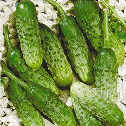 Seeds Cucumber Rodnichok F1 Pickling Heirloom Vegetable Non GMO