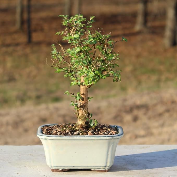 Brussel's Bonsai Live Chinese Elm Bonsai Tree, Outdoor - Small, 5 Years Old, 6 to 8 inches Tall - Includes Decorative Ceramic Bonsai Pot
