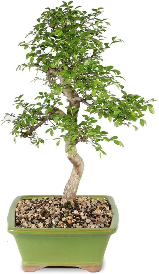Brussel's Live Chinese Elm Outdoor Bonsai Tree - 15 Years Old; 14" to 18" Tall with Decorative Container