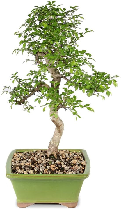 Brussel's Live Chinese Elm Outdoor Bonsai Tree - 15 Years Old; 14" to 18" Tall with Decorative Container