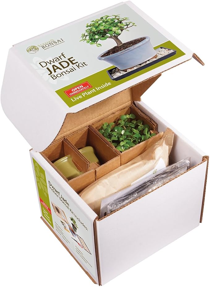 Brussel's Bonsai - Live Dwarf Jade Bonsai Tree Starter Kit with Ceramic Bonsai Pot & Bonsai Soil, Indoor Bonsai Plant Kit, Easy Care Houseplant for Beginners (Green)