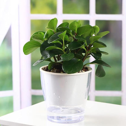 3 Packs 7" Large Clear Self-watering Planters African Violet Pots Plastic Plant Pots Wicking Flower Pots for Indoor Plants, Herbs, African Violet, Ocean Spider Plant, Orchid Pot, Clear and White