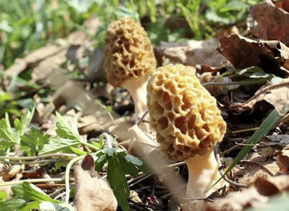 Morel Mushrooms Spores Mycelium Non GMO Spawn for Planting