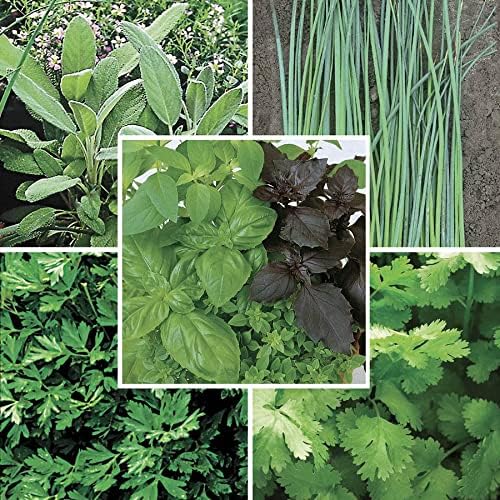 Park Seed Park's Organic Herb Seed Collection, Complete Kitchen Herb Growing, 5 Packs of Seeds