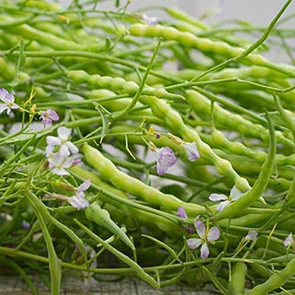 Rat's Tail Radish - Packet of 20 Seeds