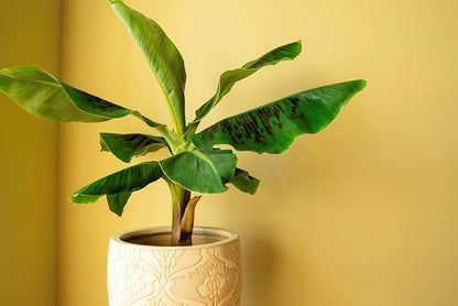 Gardenera Banana Tree Potting Mix - Premium Quality Blend for Superior Banana Tree Health and Resilience - Promotes Strong Root Growth and Disease Resistance (4 Quart)