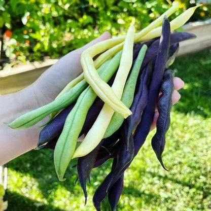 Seeds Beans Giant Bush Cluster Mix 40 Days Non GMO Vegetable for Planting