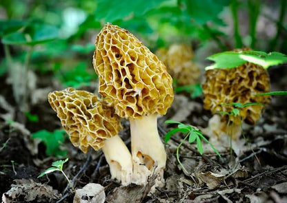 Morel Mushrooms Spores Mycelium Non GMO Spawn for Planting