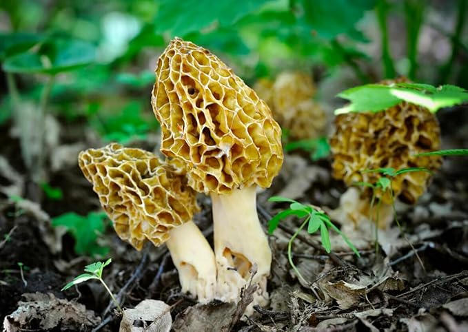Spores Morel Mushrooms Mycelium Spawn Substrate Seeds Non GMO for Planting
