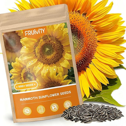 600+ Giant Mammoth Heirloom Sunflower Seeds to Plant, High Germination, Easy to Grow, for Home Garden