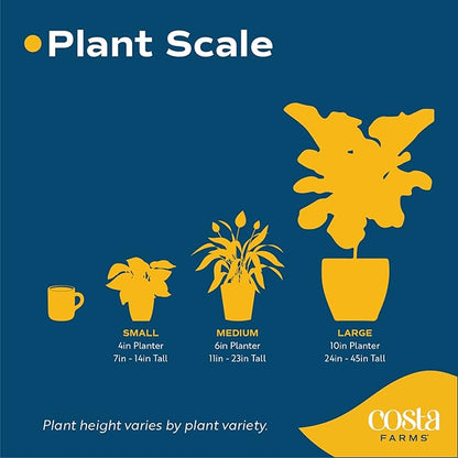 Costa Farms Fiddle Leaf Fig Tree, Live Indoor Floor Plant in Nursery Grow Pot, Clean Air Purifying Houseplant in Potting Soil, Living Room Decor, Housewarming New Home Gift, 3-4 Feet Tall