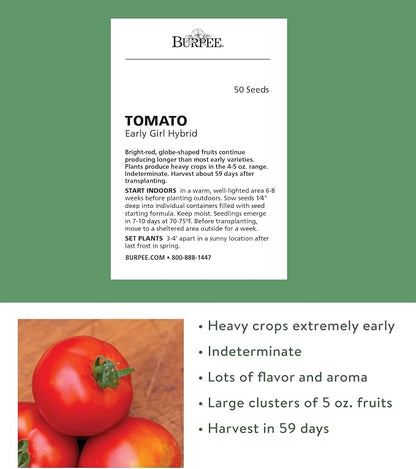 Burpee 'Early Girl',Slicing Tomato, 50 Non-GMO Seeds