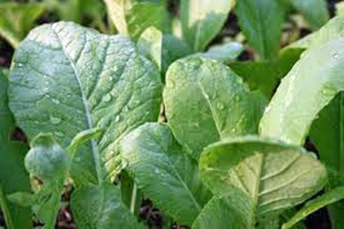 Mustard Greens Seed, Tendergreen, Heirloom, Non GMO, 100 Seeds, Green