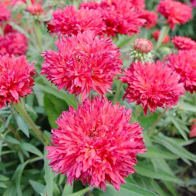 3200+ Mix Cornflower Seeds for Planting - Non-GMO Bachelor Button Flower Seeds Garden Outdoor,Perennial Plant Seeds