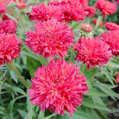 3200+ Mix Cornflower Seeds for Planting - Non-GMO Bachelor Button Flower Seeds Garden Outdoor,Perennial Plant Seeds