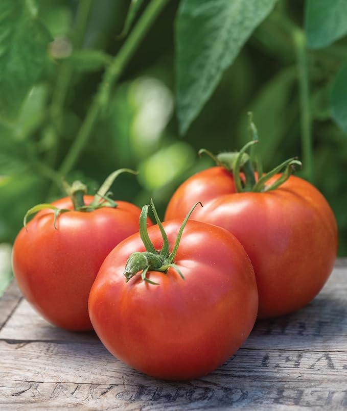 Burpee Big Boy Hybrid Tomato Seeds – Large Slicing Tomato Variety with Rich Flavor, 50 Non-GMO Seeds