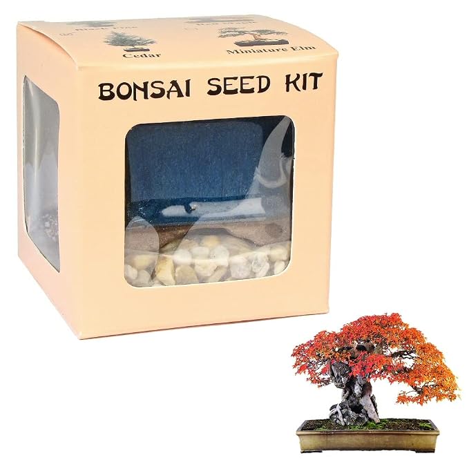 Eve's Red Maple Bonsai Seed Kit, Woody, Complete Kit to Grow Red Maple Bonsai from Seed
