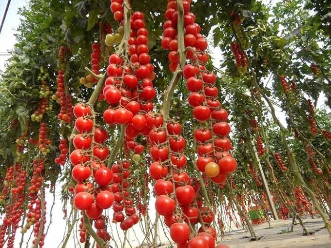 Seeds Vine Red Tomato Indeterminate Non GMO Vegetable for Planting