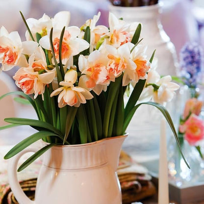 My Story Double Daffodil Flower Bulbs - 10 Bulbs per Pack - Pleasantly Scented - Deer Resistant - Good as Cut Flowers - Grows Well in Containers - Perennializing
