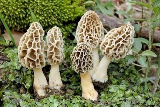 Spores Morel Mushrooms Mycelium Spawn Substrate Seeds Non GMO for Planting