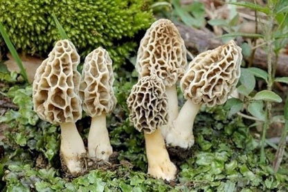 Spores Morel Mushrooms Mycelium Spawn Substrate Seeds Non GMO for Planting