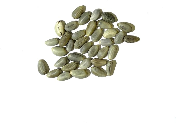 Seed Needs Green Globe Artichoke Seeds to Plant Heirloom & Non-GMO 2 Packs