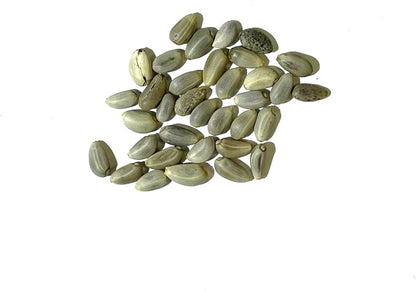 Seed Needs Green Globe Artichoke Seeds to Plant Heirloom & Non-GMO 2 Packs