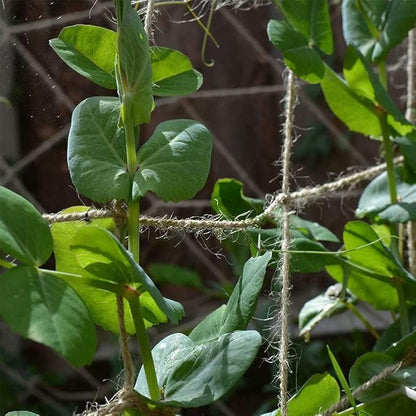 Jute Trellis Netting - Jute Netting for Garden, Heavy Duty Plant Support Netting for Climbing Plants, Cucumber, Vine, Fruits & Vegetables, Climbing Vining Plants (3.3 Ft X 16.4 Ft, 3.9 Inch Squares)