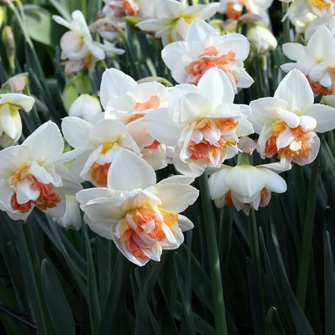 My Story Double Daffodil Flower Bulbs - 10 Bulbs per Pack - Pleasantly Scented - Deer Resistant - Good as Cut Flowers - Grows Well in Containers - Perennializing