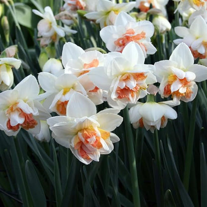 My Story Double Daffodil Flower Bulbs - 10 Bulbs per Pack - Pleasantly Scented - Deer Resistant - Good as Cut Flowers - Grows Well in Containers - Perennializing