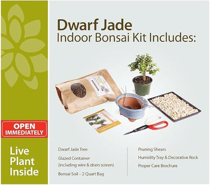 Brussel's Bonsai - Live Dwarf Jade Bonsai Tree Starter Kit with Ceramic Bonsai Pot & Bonsai Soil, Indoor Bonsai Plant Kit, Easy Care Houseplant for Beginners (Green)