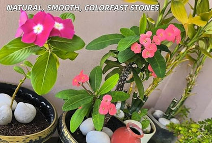 4lb White River Rocks for Plants, 1-3 Inch Pebbles for Indoor Plants, Polished Garden Rocks Outdoor Landscaping, Decorative Stones for Vases, Succulents, Aquarium, Walkways