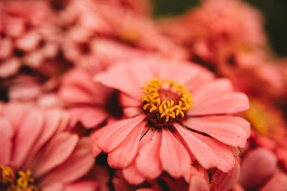 Luminosa Zinnia - 100 Seeds - Beautiful Pink Zinnia Variety, Giant Flowers, Attracts Butterflies & Pollinators, Non-GMO Heirloom Zinnia Seeds for Planting in The Home Garden, Thresh Seed Company