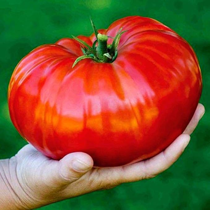 Seeds Giant Tomato Russian Hercules Red Beefsteak Heirloom Vegetable Non GMO