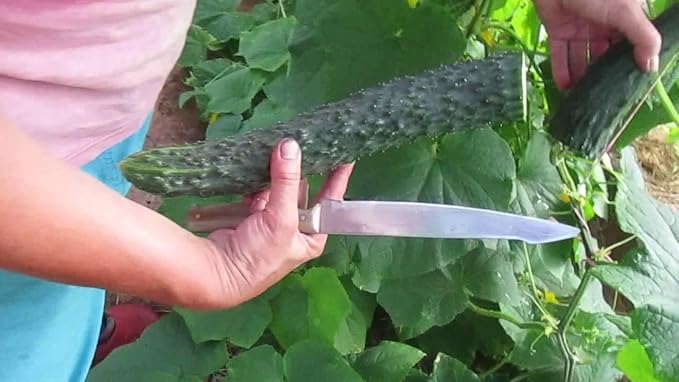 Seeds Cucumber Burpless Chinese Miracle Giant Long Rare Pickling Non GMO Vegetable for Planting